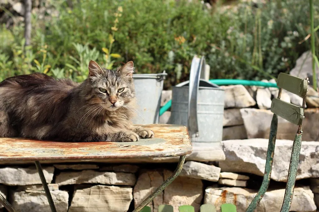 Bed and Breakfast Les Pierres Sauvages Besse-sur-Issole